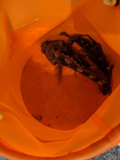 新港での餌釣り