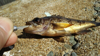 2018年3月16日釣行in唐泊漁港