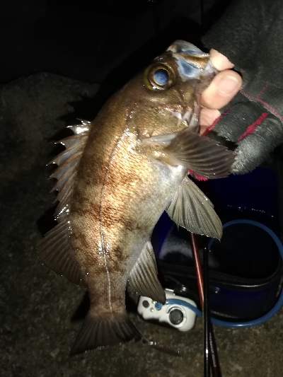 須磨一文字の半夜メバリング