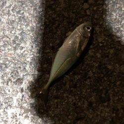 ナイトアジング