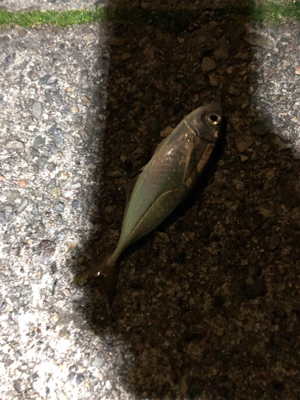 ナイトアジング