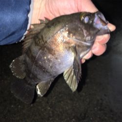 明石周辺メバリング