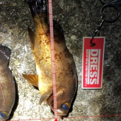 メバルとガシラ