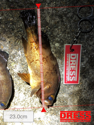 メバルとガシラ