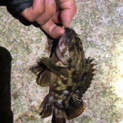 久々なメバリング