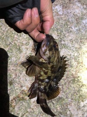 久々なメバリング