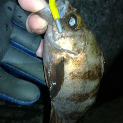 ナイトメバリング