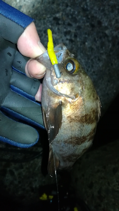 ナイトメバリング