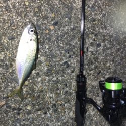 アジングゲーム入魂