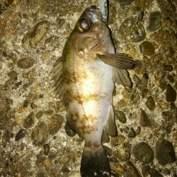 プラッキングゲーム