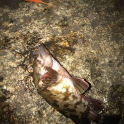 癒しのガシリング(^^)