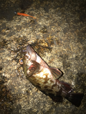 癒しのガシリング(^^)