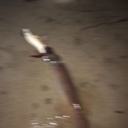 ヤリイカ最終戦