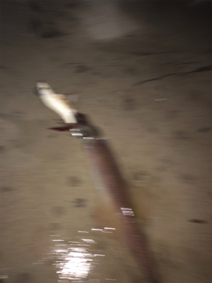 ヤリイカ最終戦