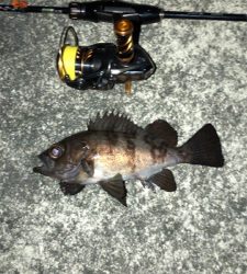 良型が入れ食い!!