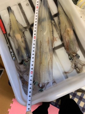 ヤリイカまだ釣れてます！