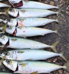 サバサバサバサバゲー