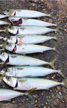 サバサバサバサバゲー