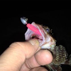 癒しのロックフィッシュ