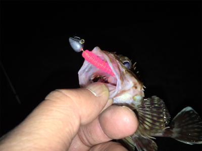 癒しのロックフィッシュ