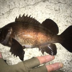 渋いと思いきや…パターン発見!