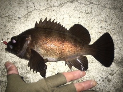 渋いと思いきや…パターン発見!