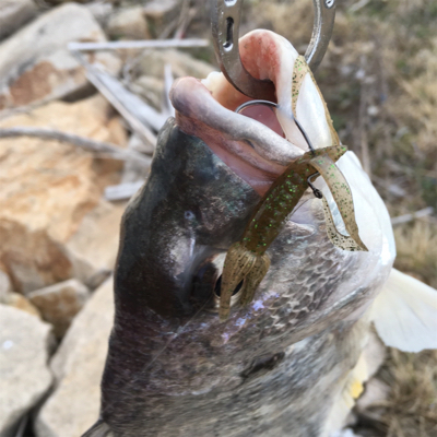 淀川ブリームゲーム 2019年初キビレ