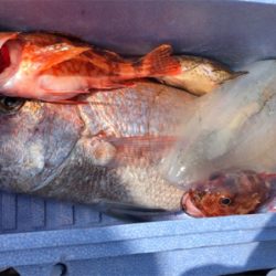 つりぴぃぽぉ×KAORU渡船釣果