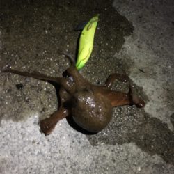 南紀エギング遠征撃沈