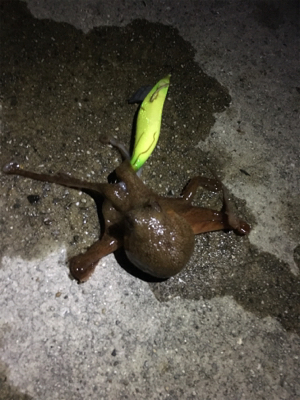 南紀エギング遠征撃沈