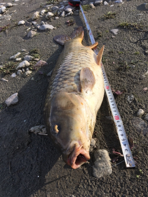 今日も今日とてパン鯉