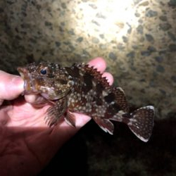 この子たちは裏切りません！