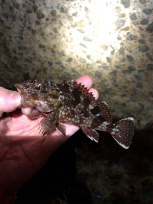 この子たちは裏切りません！