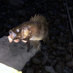 爆風メバリング