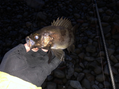 爆風メバリング