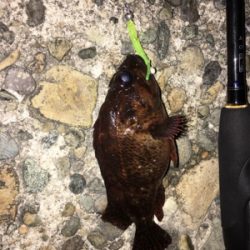 ナイトアジングのはずが・・