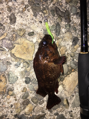 ナイトアジングのはずが・・