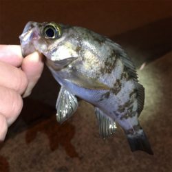 常夜灯まわりで