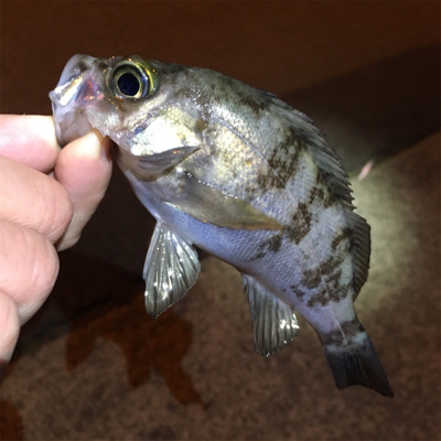 常夜灯まわりで