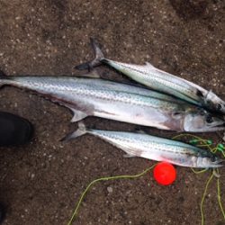 防波堤から寒サワラ88cm！