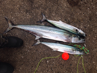 防波堤から寒サワラ88cm！