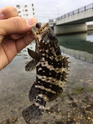 暖かくなってきた朝マズメ