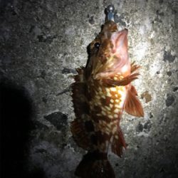 ド干潮の末に！