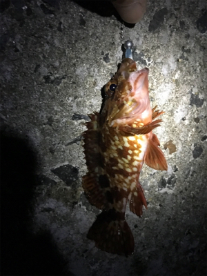 ド干潮の末に！