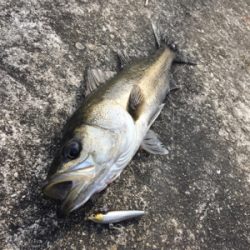 今年初シーバス