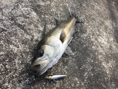 今年初シーバス