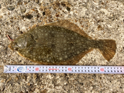 この時期に投げでカワハギ