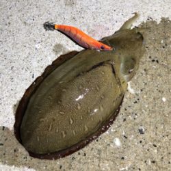 西海市エギング