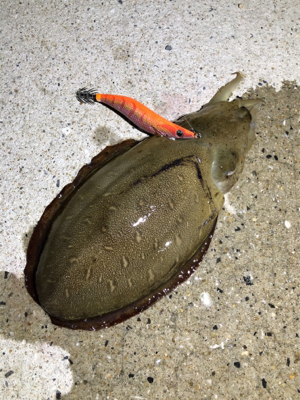 西海市エギング