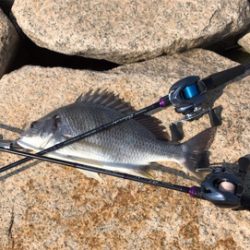 赤出汁状態の淀川からの一本